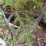 Abies cephalonica Leaf