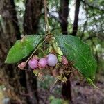 Syzygium oleosum Frucht