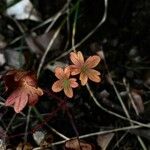 Saxifraga corsica Лист