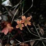 Saxifraga corsica পাতা