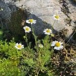 Tripleurospermum maritimum പുഷ്പം