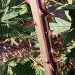 Rubus nemoralis Bark