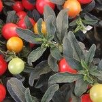Solanum pseudocapsicum Blatt