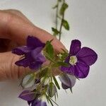 Browallia speciosa Λουλούδι