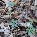 Potentilla canadensis Hoja