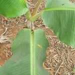 Musa velutina Folha