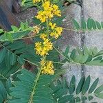 Senna marilandica 葉