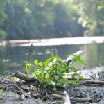 Persicaria mitis 葉