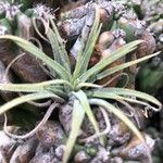 Tillandsia pohliana 葉