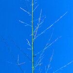 Sporobolus pyramidalis Flower