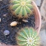 Parodia magnifica Кара