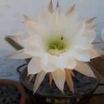 Echinopsis subdenudataFlower