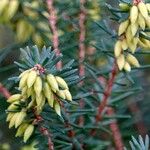 Erica carnea Fuelha