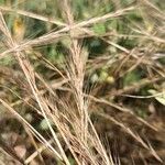 Festuca ambigua Flower