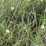 Cyperus niveus Агульны выгляд