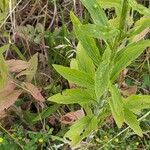 Erigeron annuus ഇല