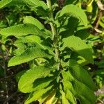 Salvia somalensis Hoja