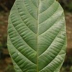 Conceveiba guianensis Лист