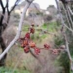 Ulmus glabra Flower