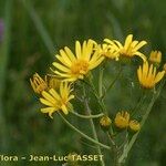 Jacobaea paludosa Flower