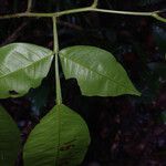 Swartzia arborescens 葉