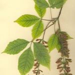 Acer cissifolium अन्य