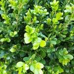 Buxus microphyllaLeaf