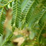 Selaginella myosurus Leaf