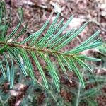 Abies alba Blad