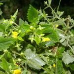 Calceolaria mexicana Flor