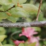 Rhododendron canescens Bark