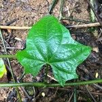 Thunbergia laurifolia Blad