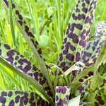 Dactylorhiza majalis Leaf