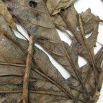 Alseis longifolia Лист