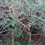 Amaranthus muricatus Leaf