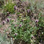 Agastache urticifolia Habitus