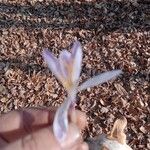 Crocus ligusticusFlower