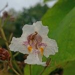 Catalpa ovata Çiçek