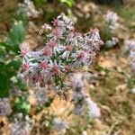 Symphyotrichum cordifoliumÇiçek