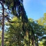 Sequoiadendron giganteum Habitus