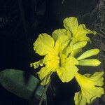 Handroanthus serratifolius Blomst