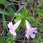 Bignonia callistegioides फूल