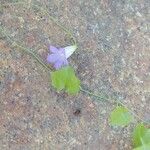 Wahlenbergia hederacea Flor