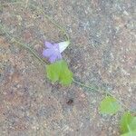 Wahlenbergia hederacea Flower