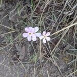 Phlox longifolia Flor