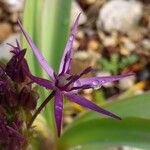 Allium cristophii Цветок