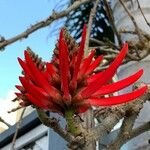 Erythrina lysistemonKwiat