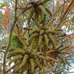 Eucalyptus lehmannii Fruit