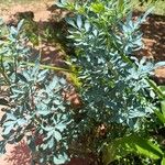 Ruta chalepensis Hoja