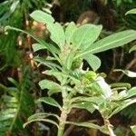 Chassalia gaertneroides Otro